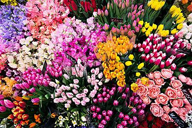 《莱莎的炼金工房》三部曲DX版预售开启！没有D加密